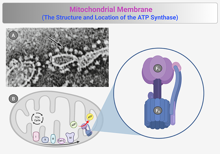 Mitochondrial Membrane - The Structure and Location of the ATP Synthase