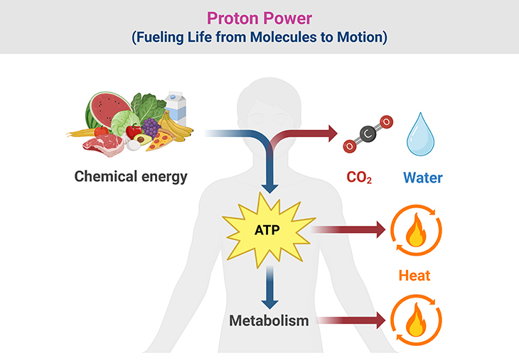 Proton Power: Life’s Molecular Drive for Energy
