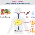 Proton Power: Life’s Molecular Drive for Energy