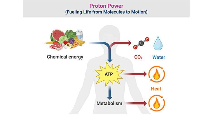 Proton Power: Life’s Molecular Drive for Energy