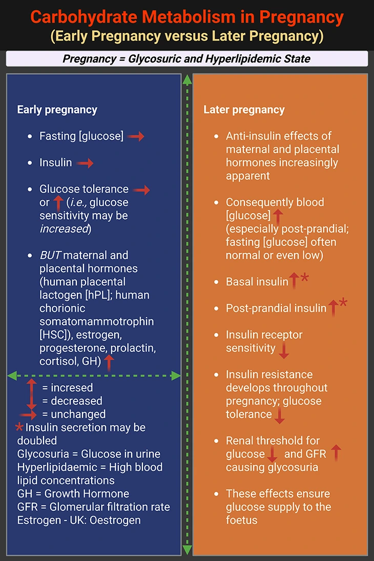 Carbohydrate Metabolism in Pregnancy - Early Pregnancy Versus Later Pregnancy