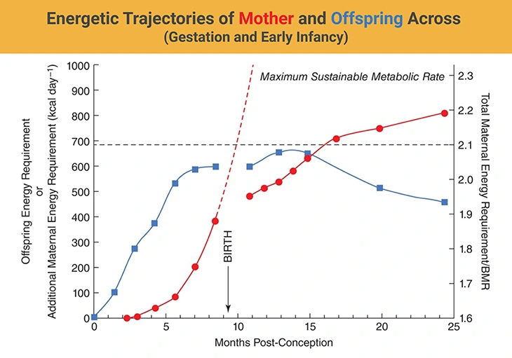 Energetic Trajectories of Mother and Offspring Across - Gestation and Early Infancy