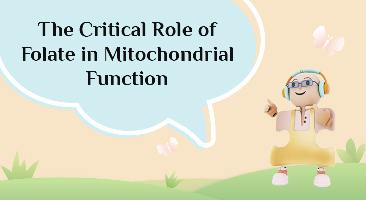 The Critical Role of Folate in Mitochondrial Function