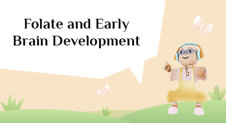 Folate and Early Brain Development