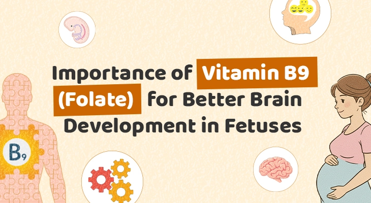 Importance of Vitamin B9 (Folate) for Better Brain Development in Fetuses