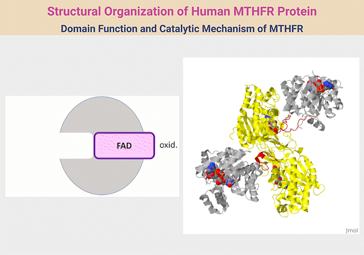 Structural Organization of Human MTHFR Protein - Domain Function and Catalytic Mechanism of MTHFR