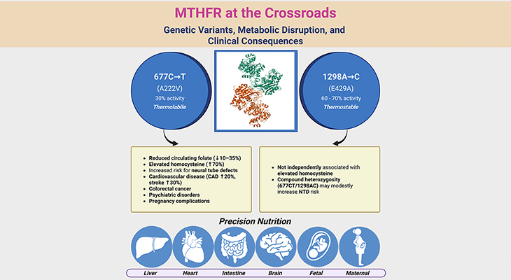 MTHFR at the Crossroads: Genetic Variants, Metabolic Disruption, and Clinical Consequences MTHFR at the Crossroads: Genetic Variants, Metabolic Disruption, and Clinical Consequences