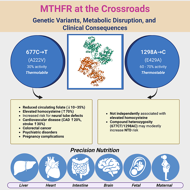 MTHFR at the Crossroads: Genetic Variants, Metabolic Disruption, and Clinical Consequences