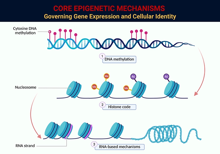 Core Epigenetic Mechanisms - Governing Gene Expression and Cellular Identity