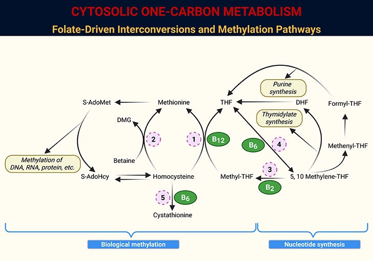 Cytosolic One-Carbon Metabolism - Folate Driven Interconversions and Methylation Pathways