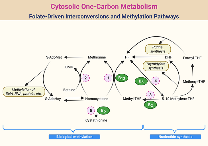 Cytosolic One-Carbon Metabolism - Folate-Driven Interconversions and Methylation Pathways