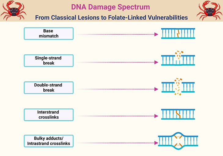 DNA Damage Spectrum - From Classical Lesions to Folate-Linked Vulnerabilities