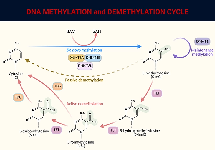 DNA Methylation and Demethylation Cycle