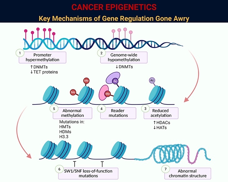 Cancer Epigenetics - Key Mechanisms of Gene Regulation Gone Awry