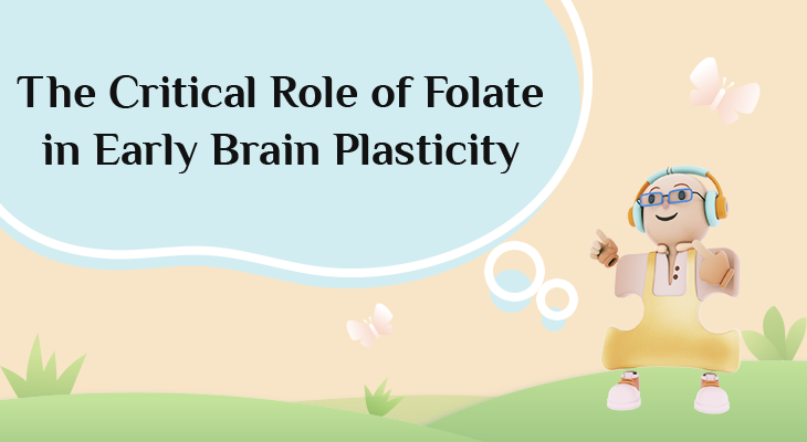 The Critical Role of Folate in Early Brain Plasticity The Critical Role of Folate in Early Brain Plasticity
