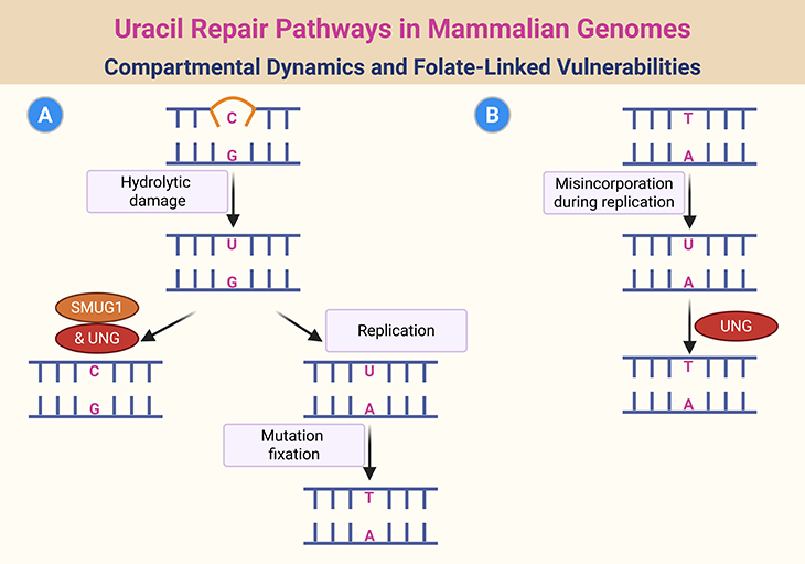 Uracil Repair Pathways in Mammalian Genomes - Compartmental Dynamics and Folate-Linked Vulnerabilities