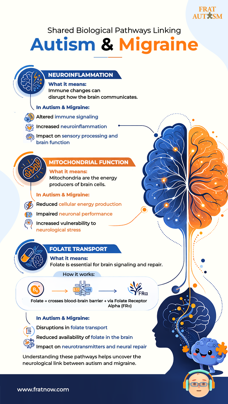 Shared Biological Pathways Linking Autism & Migraine - Autism infographics