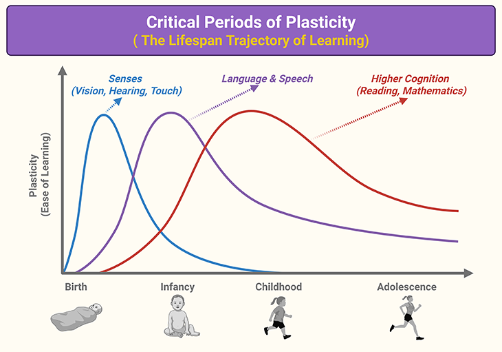 Critical Periods of Plasticity - The Lifespan Trajectory of Learning