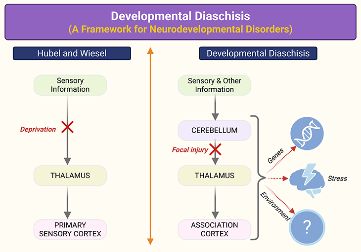 Developmental Diachisis - A Framework for Neurodevelopmental Disorders