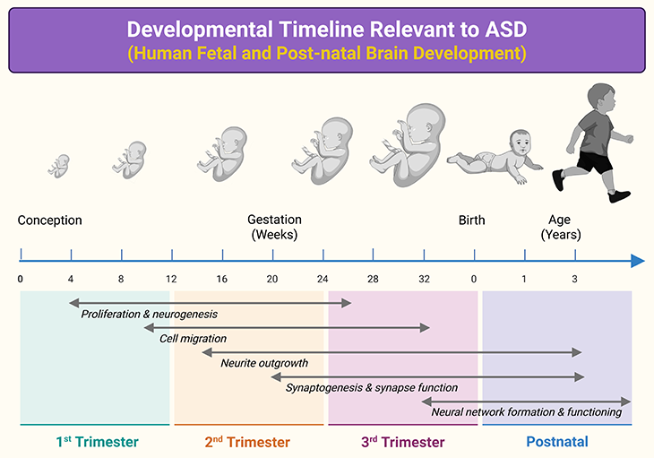 Developmental Timeline Relevant to ASD - Human Fetal and Post-Natal Brain Development