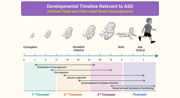 Developmental Timeline Relevant to ASD - Human Fetal and Post-Natal Brain Development