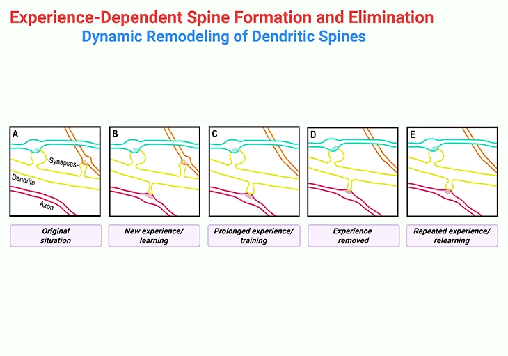 Illustration of experience-dependent dendritic spine remodeling in the adolescent brain, showing formation, stabilization, and elimination of excitatory synapses on cortical neurons during learning and neural plasticity. The figure highlights high spine turnover in the frontal cortex and altered synaptic pruning associated with autism spectrum disorder.