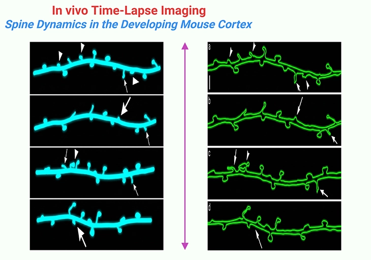 Time-lapse in vivo imaging of dendritic spine dynamics in the developing mouse cortex, showing formation and elimination of synaptic spines and transient filopodia between 4 and 6 weeks of age. Comparative panels of control and sensory-deprived barrel cortex illustrate how neural plasticity and sensory experience shape synaptic connectivity during early brain development.