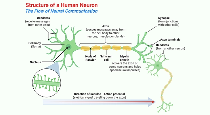 Structure of a Human Neuron and the Flow of Neural Communication