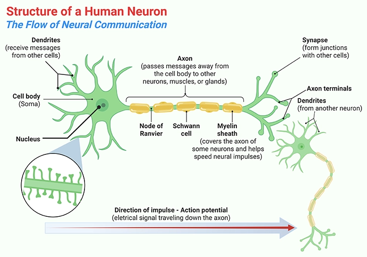 Diagram of a human neuron showing dendrites with dendritic spines receiving synaptic signals, the soma integrating inputs at the axon initial segment, and an action potential traveling down the axon to axon terminals where neurotransmitters are released to communicate with neighboring neurons. Inset shows magnified dendritic spines.