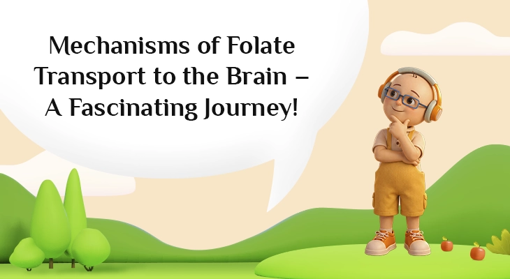 olate transport pathways into the brain including FRα, PCFT, and RFC mechanisms