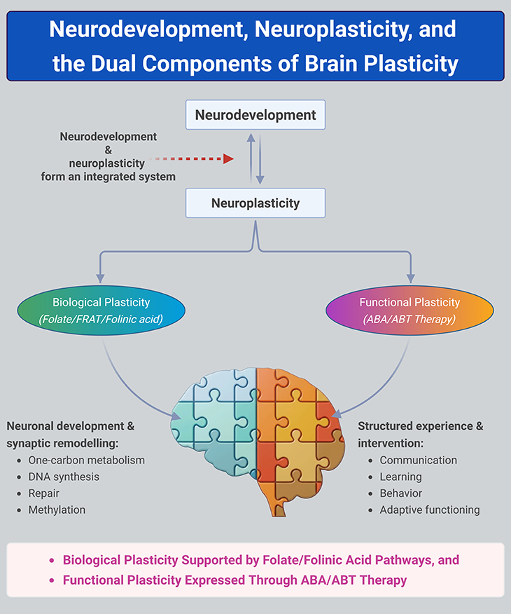Diagram illustrating the relationship between neurodevelopment and neuroplasticity, showing biological plasticity supported by folate, FRAT, and folinic acid alongside functional plasticity through ABA/ABT therapy to promote brain development, learning, communication, and adaptive behavior.