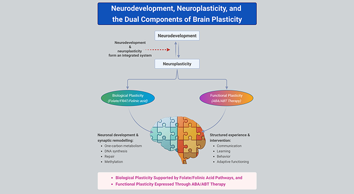 Diagram illustrating the relationship between neurodevelopment and neuroplasticity, showing biological plasticity supported by folate, FRAT, and folinic acid alongside functional plasticity through ABA/ABT therapy to promote brain development, learning, communication, and adaptive behavior.