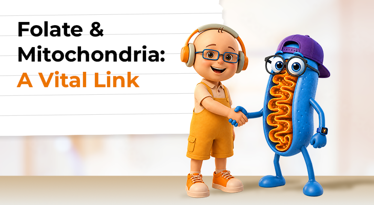 Folate and Mitochondria – A Vital Link Folate receptor alpha and mitochondria showing the link between folate transport, one-carbon metabolism, and mitochondrial function